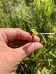 Xyris laxifolia iridifolia