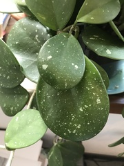 Hoya obovata