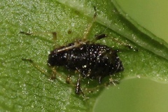 Periphyllus testudinaceus