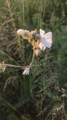 Silene latifolia