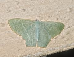 Thalassodes immissaria