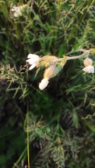 Silene latifolia