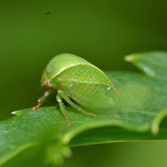 Spissistilus festinus