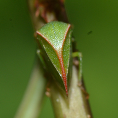 Spissistilus festinus