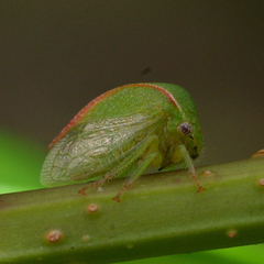 Spissistilus festinus