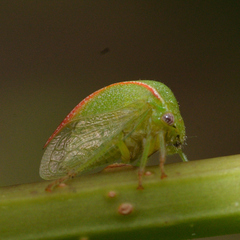 Spissistilus festinus