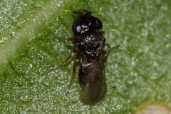 Platygastridae