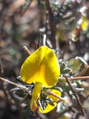 Lotononis dahlgrenii