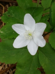 Anemonoides trifolia