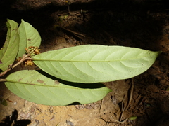 Salacia lateritia
