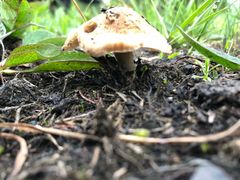 Inocybe sindonia
