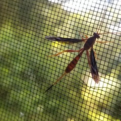 Labeninae