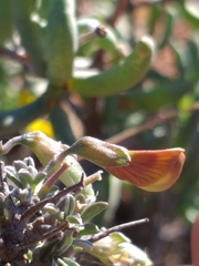 Lotononis dahlgrenii