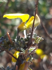 Lotononis dahlgrenii