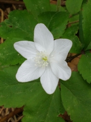 Anemonoides trifolia