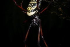 Trichonephila inaurata