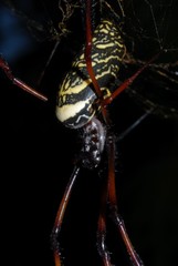 Trichonephila inaurata