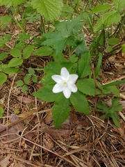 Anemonoides trifolia
