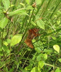 Euptoieta hegesia