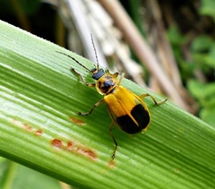 Chauliognathus expansus