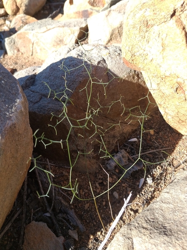 Drimia intricata