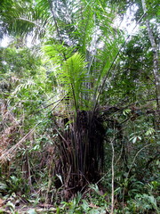 Raphia palma-pinus