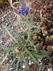 Anchusa calcarea
