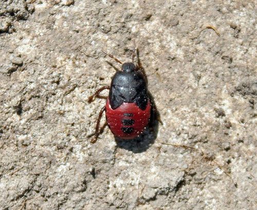 Black burrowing bug