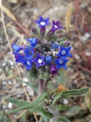 Anchusa calcarea