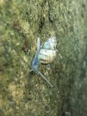 Rhachistia praetermissa