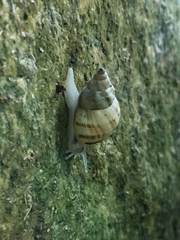 Rhachistia praetermissa