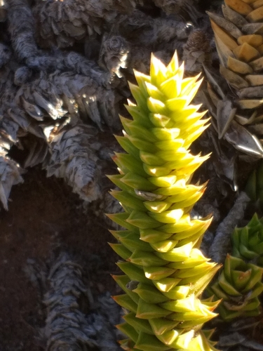 Astroloba spiralis