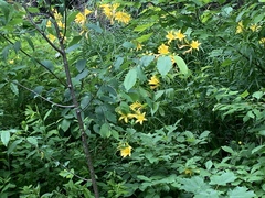 Hemerocallis lilioasphodelus