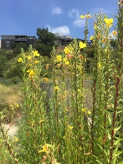 Oenothera elata hirsutissima