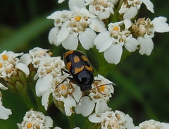 Cryptocephalus anticus