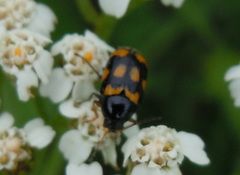 Cryptocephalus anticus