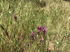 Castilleja densiflora