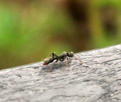 Platythyrea punctata