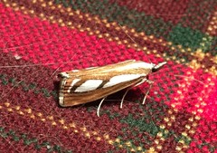 Catoptria permutatellus