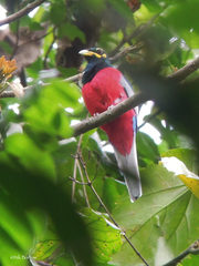 Apaloderma narina constantia