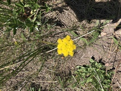 Pseudocymopterus