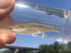 Notropis volucellus × wickliffi