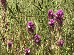 Castilleja densiflora