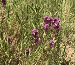 Castilleja densiflora