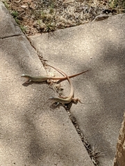 Aspidoscelis gularis