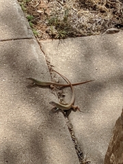 Aspidoscelis gularis