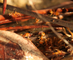 Pheidole morrisii