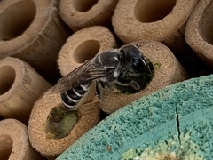 Chelostomoides