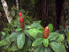 Costus spiralis