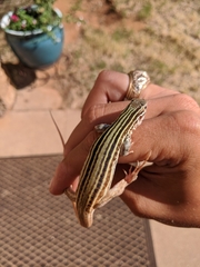 Aspidoscelis gularis